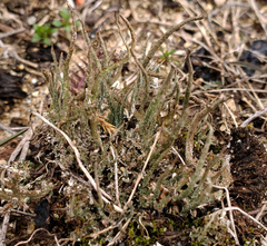 Cladonia rei