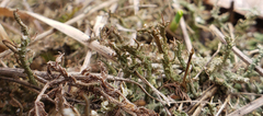 Cladonia rei