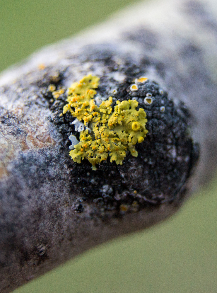 Xanthomendoza image