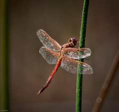 Libellula auripennis