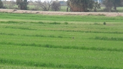 Phasianus colchicus