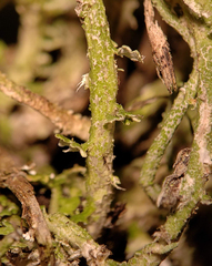 Cladonia rei