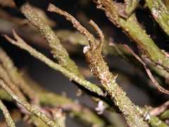 Cladonia rei