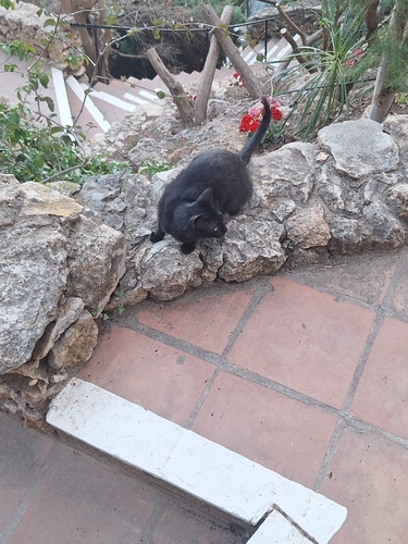 Avistamiento Gato montés (Sierra Nevada)