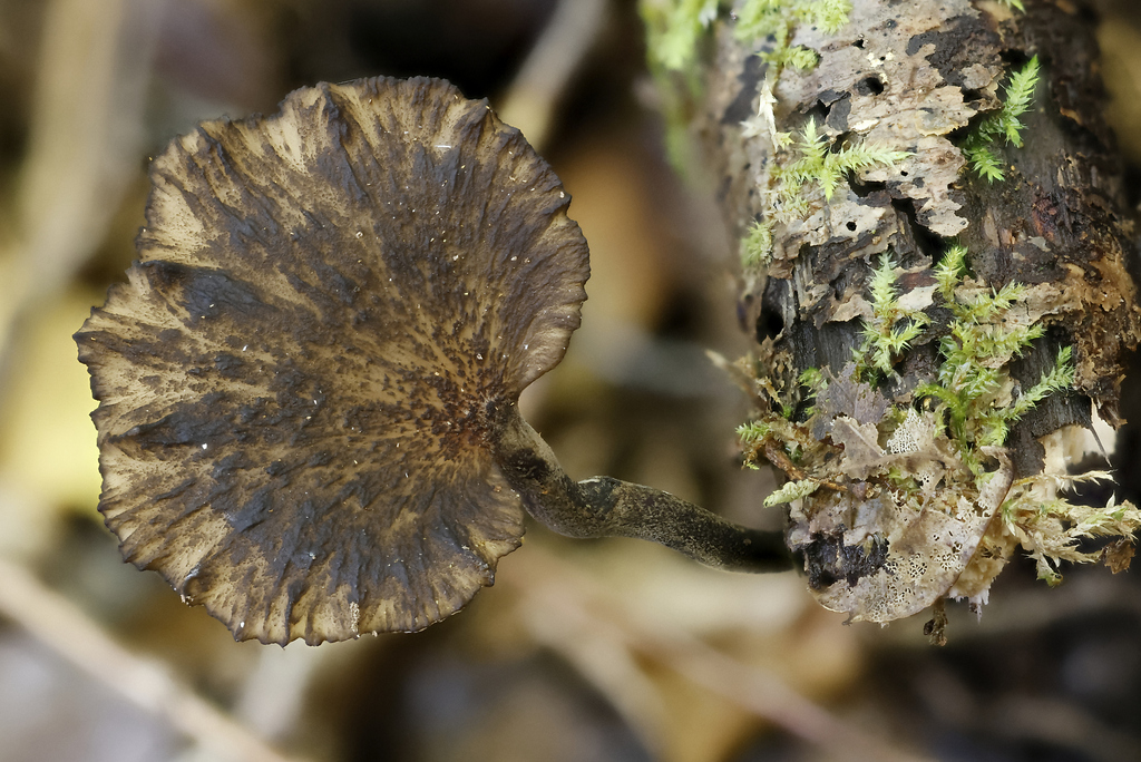 Polyporus xerophyllus