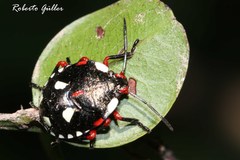 Chinavia erythrocnemis