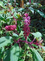 Phytolacca rugosa