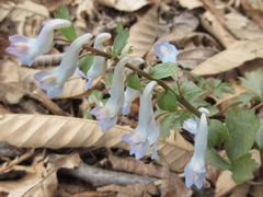 Corydalis turtschaninovii