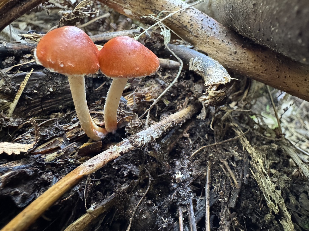 Leratiomyces ceres · April 2026 · photo: © duaneg (iNaturalist, cc-by)