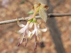 Lonicera praeflorens