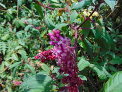 Phytolacca rugosa