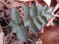 Angelica decursiva