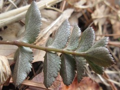 Angelica decursiva