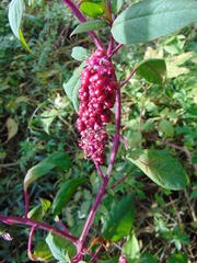 Phytolacca rugosa