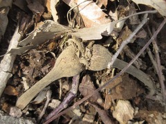 Corylus sieboldiana