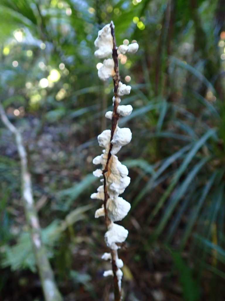 Gloeopeniophorella