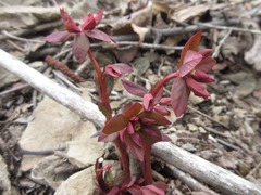 Euphorbia sieboldiana