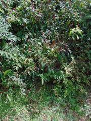 Phytolacca rugosa