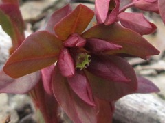 Euphorbia sieboldiana