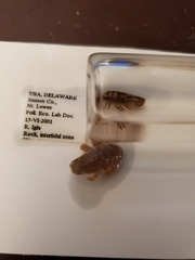 Synidotea laticauda
