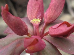 Euphorbia sieboldiana