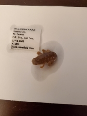Synidotea laticauda