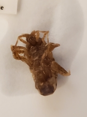 Synidotea laticauda