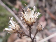 Saussurea gracilis
