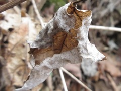 Saussurea gracilis