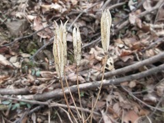 Tricyrtis macropoda