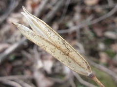 Tricyrtis macropoda