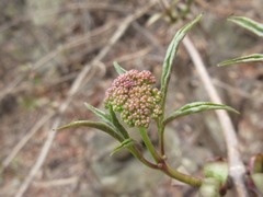 Sambucus williamsii
