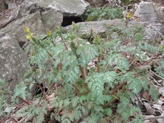 Corydalis speciosa
