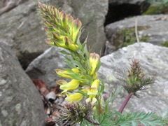 Corydalis speciosa