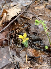 Viola rotundifolia