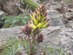 Corydalis speciosa