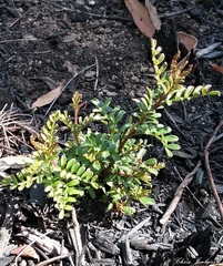 Boronia microphylla