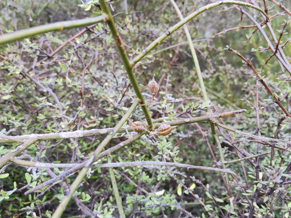 Carmichaelia kirkii; photograph (c) John Barkla, some rights reserved (CC BY)