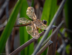 Libellula auripennis