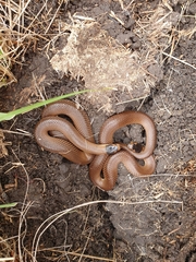 Little Whip Snake photo 4