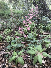 Heuchera maxima