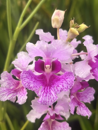 Papilionanthe hookeriana
