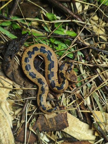 Taiwan mountain pitviper