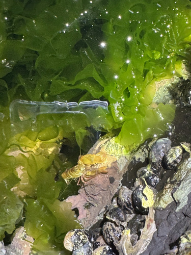Alpheus strenuus observed 2026-04-11