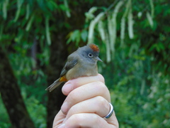 Leiothlypis crissalis