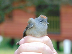 Leiothlypis crissalis