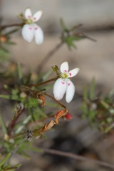Stylidium repens