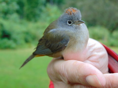 Leiothlypis crissalis