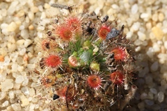Drosera micrantha