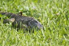 Iguana iguana